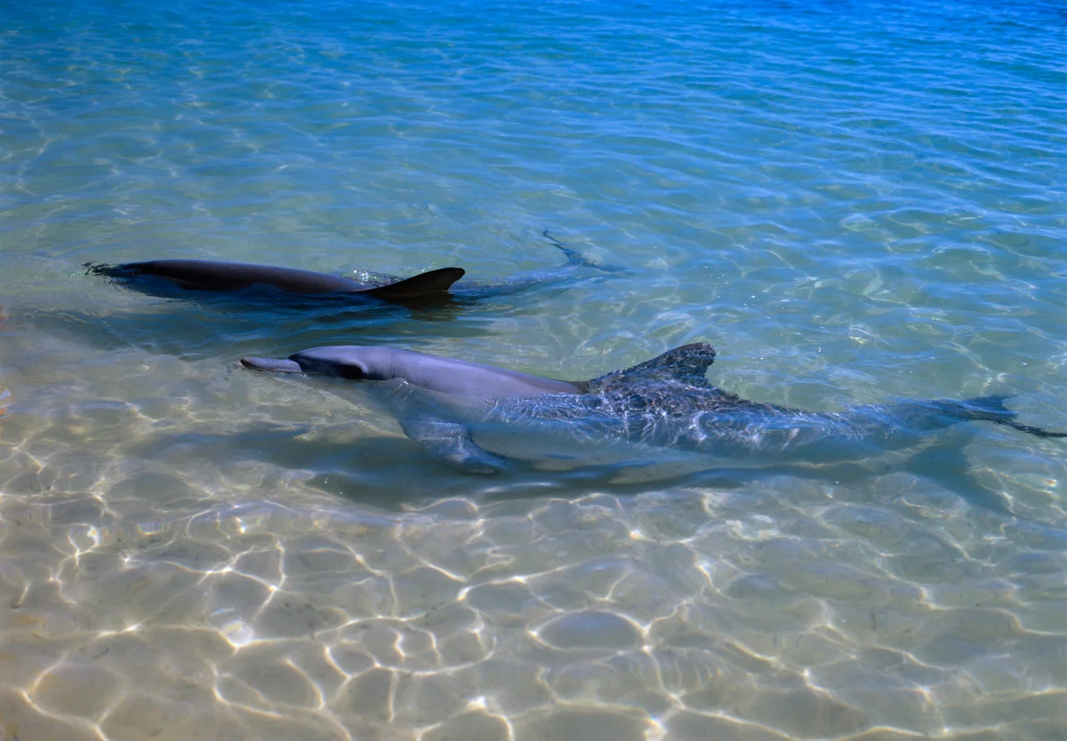 Dolphins with more close friends age more slowly