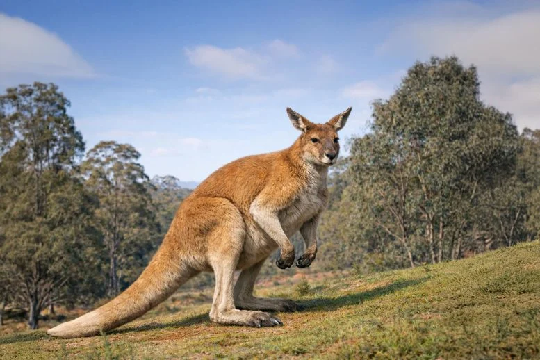 Scientists May Have Been Wrong About Giant Kangaroos