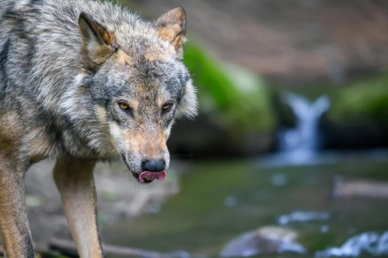 Gray Wolves Are Hunting Sea Otters – and Scientists Don’t Know How