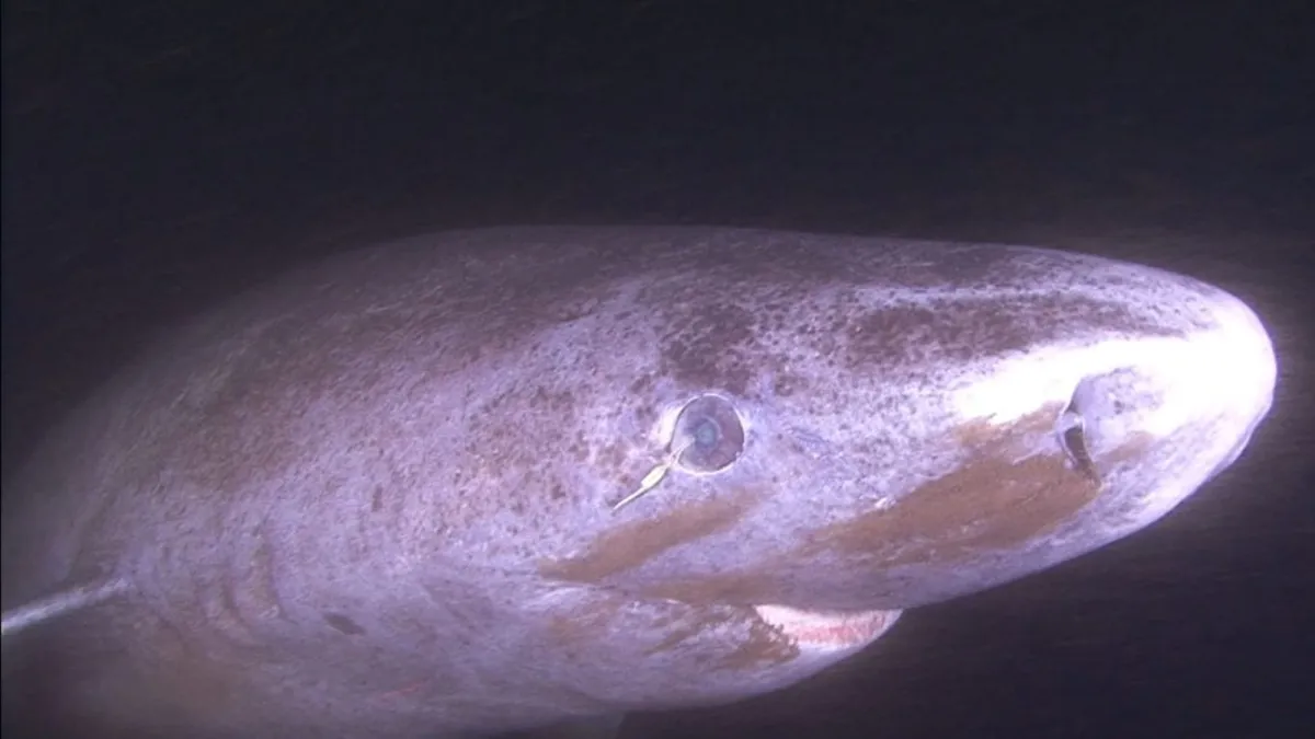 Dissected Greenland shark eyeballs could help humans see forever