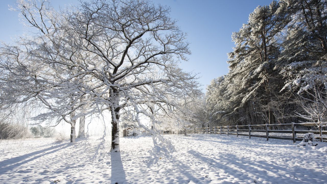 Arctic blast will bring ‘life-threatening’ temperatures and dump snow on 150 million Americans. But will it make the trees explode?