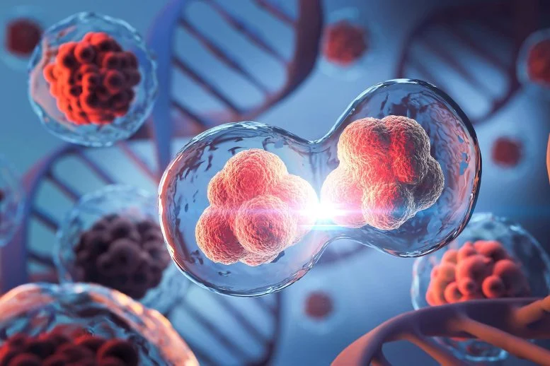 Textbooks Challenged: Scientists Discover New Mechanism of Cell Division