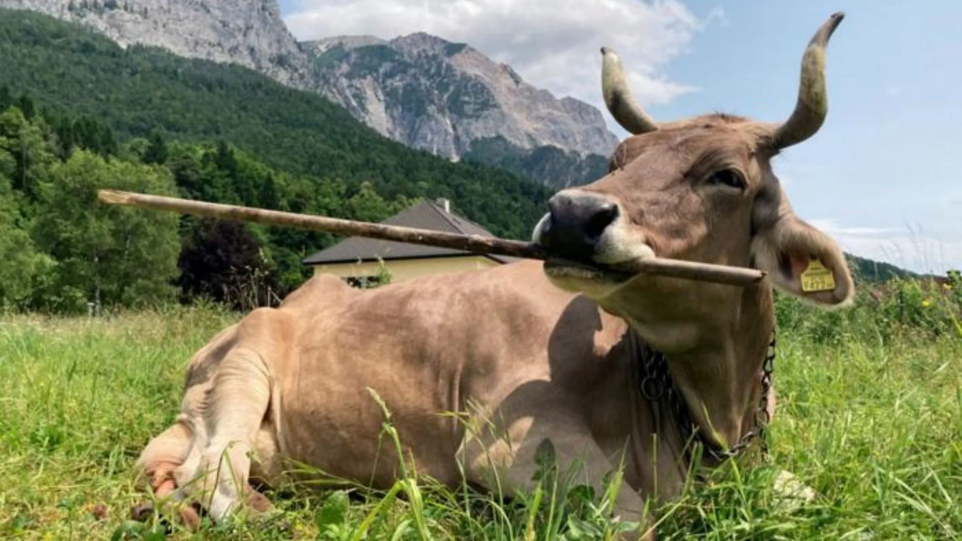 Swiss cow grabs brush and forces scientists to rethink cattle smarts