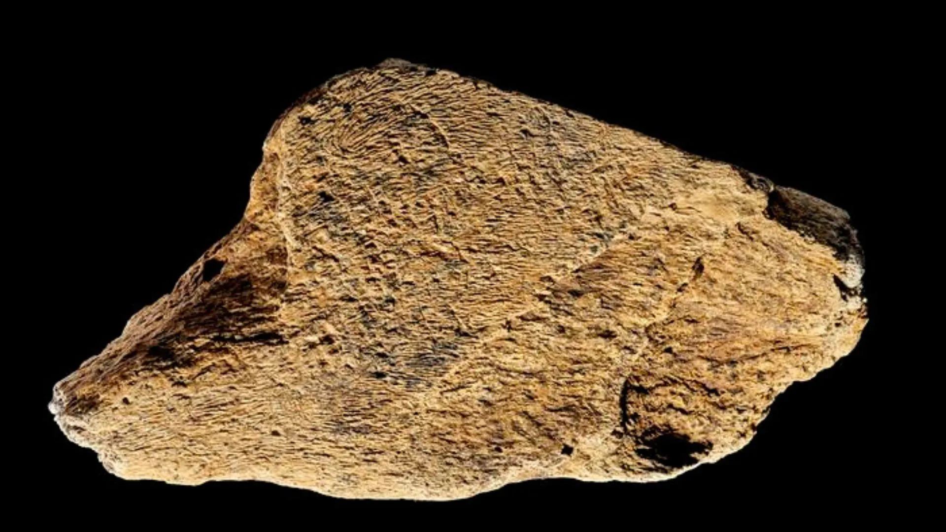 500,000-year-old elephant bone hammer discovered in England
