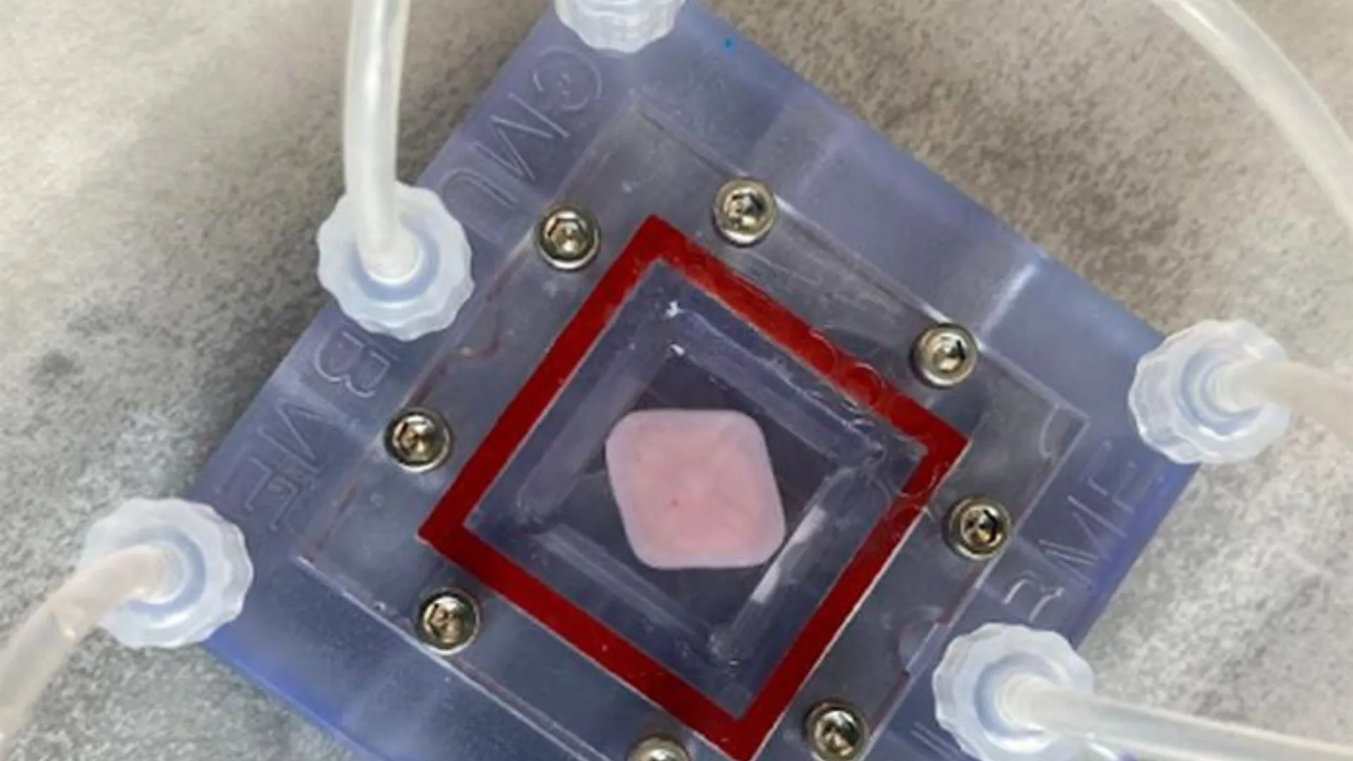 New 3D-printed liver could help treat organ failure without transplant