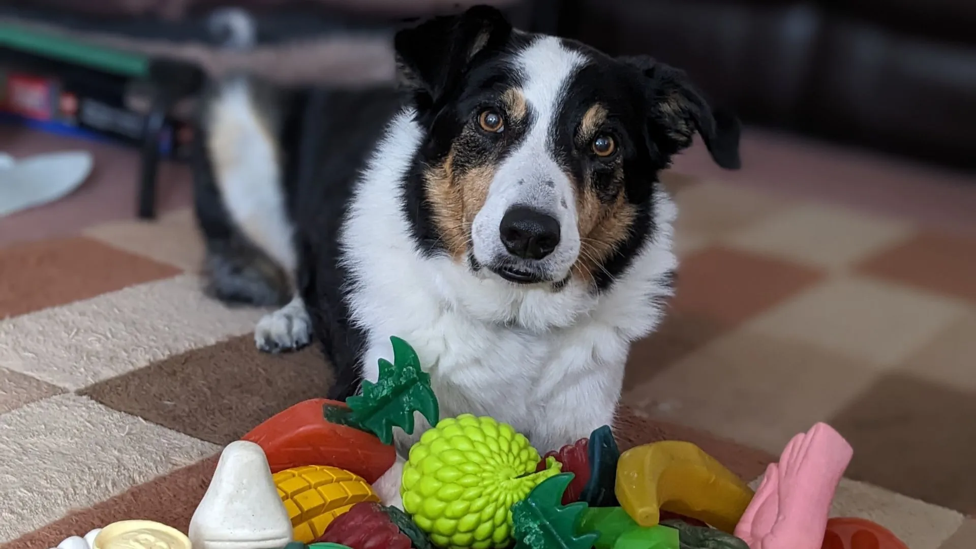 Gifted dogs learn toy names by overhearing human talk, study finds
