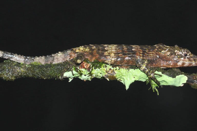 Habitat destruction, illegal trade threaten Sri Lanka’s endangered agamid lizards