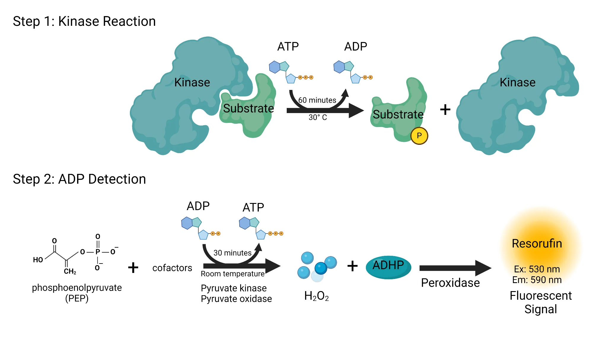 Accelerating kinase drug discovery with validated kinase activity assay kits