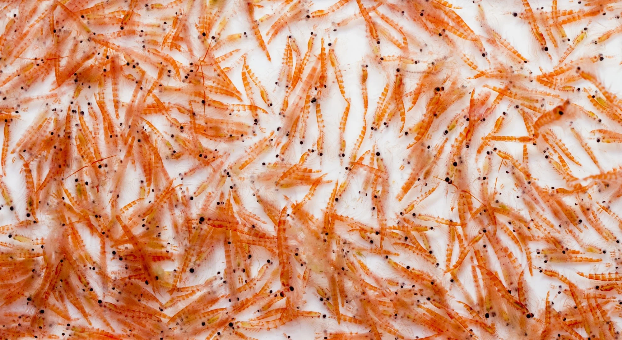 How microalgae, fish, and krill store omega-3s differently and why it matters