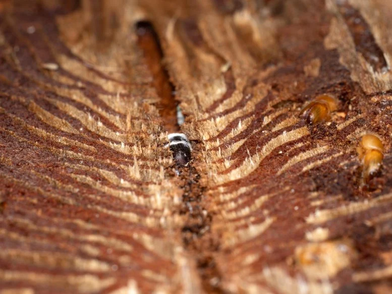 This Fungus Turns Bark Beetles’ Defenses Against Them