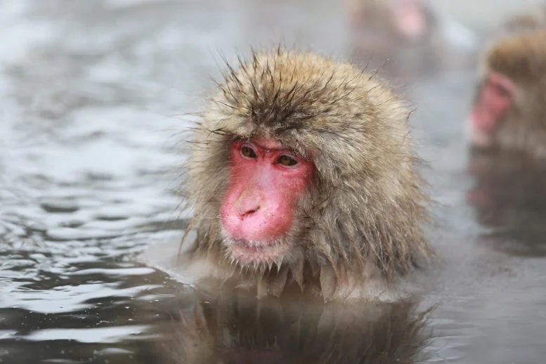 Snow Monkeys’ Hot Spring Baths Do More Than Keep Them Warm, Study Finds