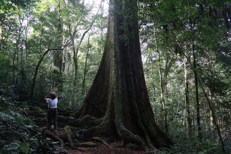 Too many African plants fall into the IUCN’s ‘not evaluated’ trap (commentary)