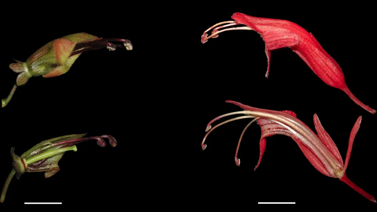 This odd vine contradicts long-standing evolutionary theory