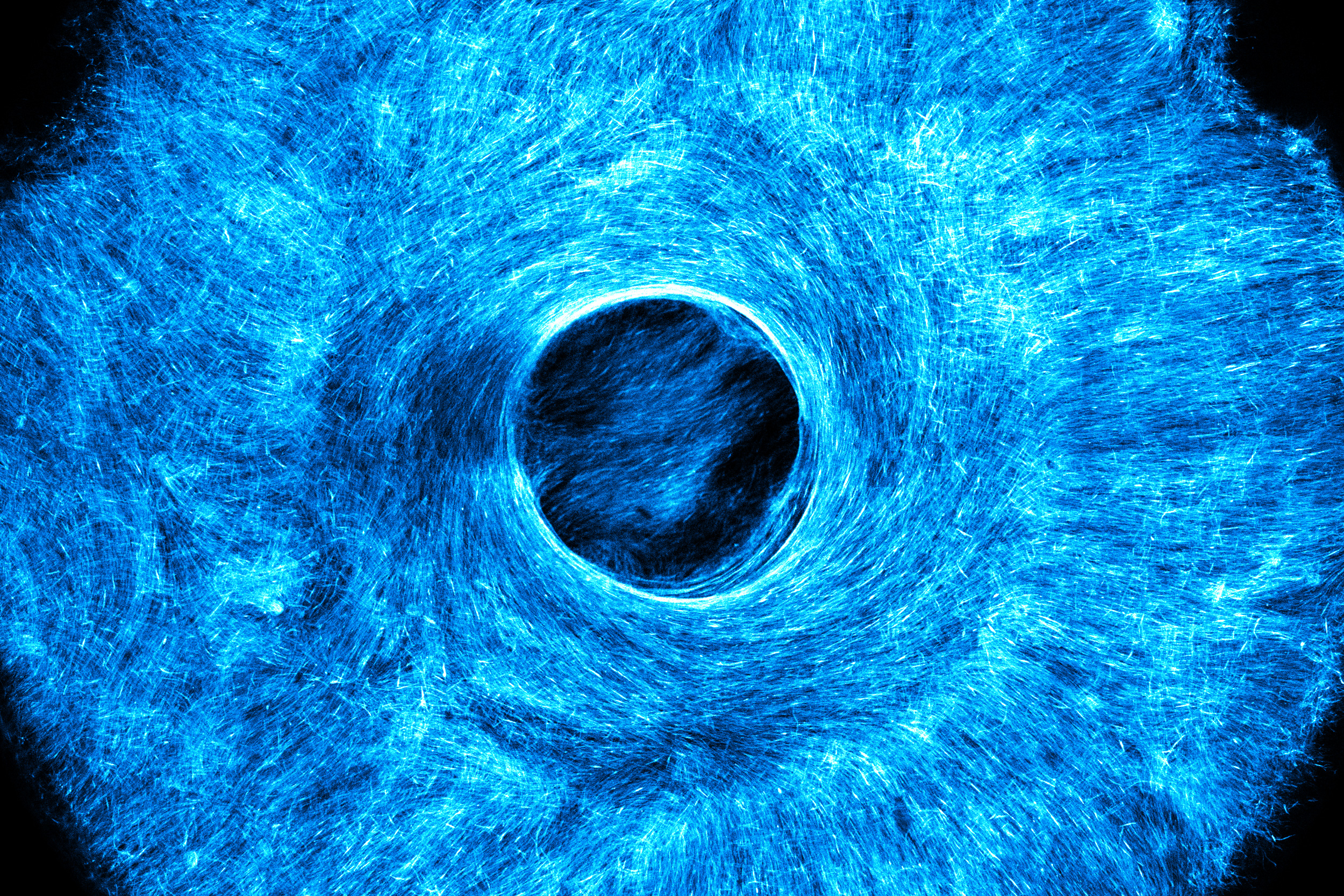 Artificial muscle flexes in multiple directions, offering a path to soft, wiggly robots | MIT News