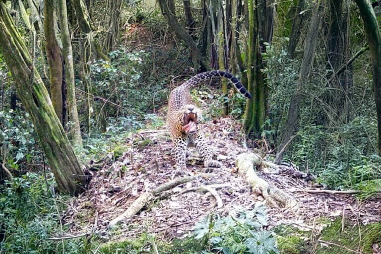 Five detained over alleged hunting in Javan leopard habitat