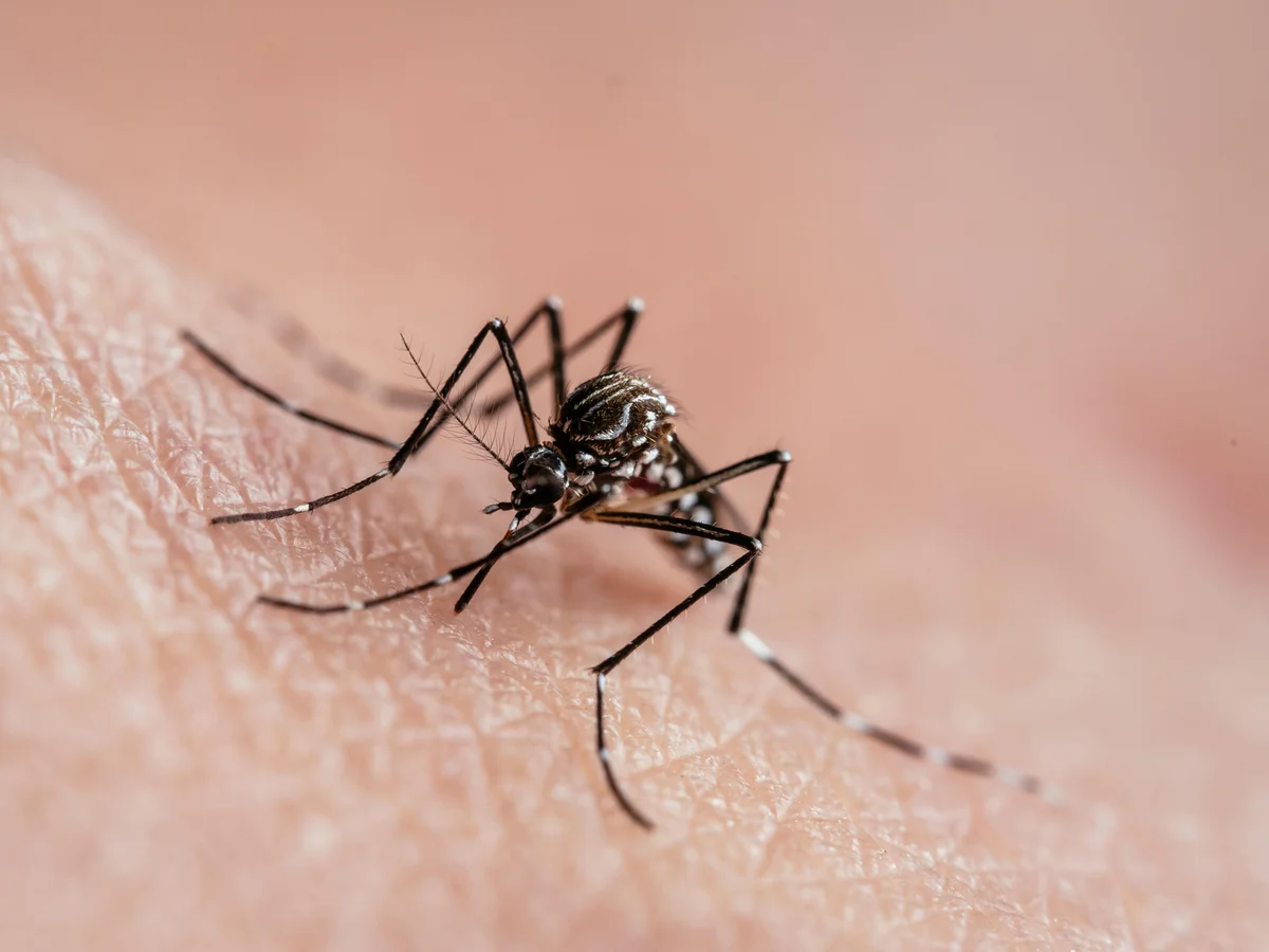 Mosquitoes Show a Clear Preference for Human Blood after Deforestation