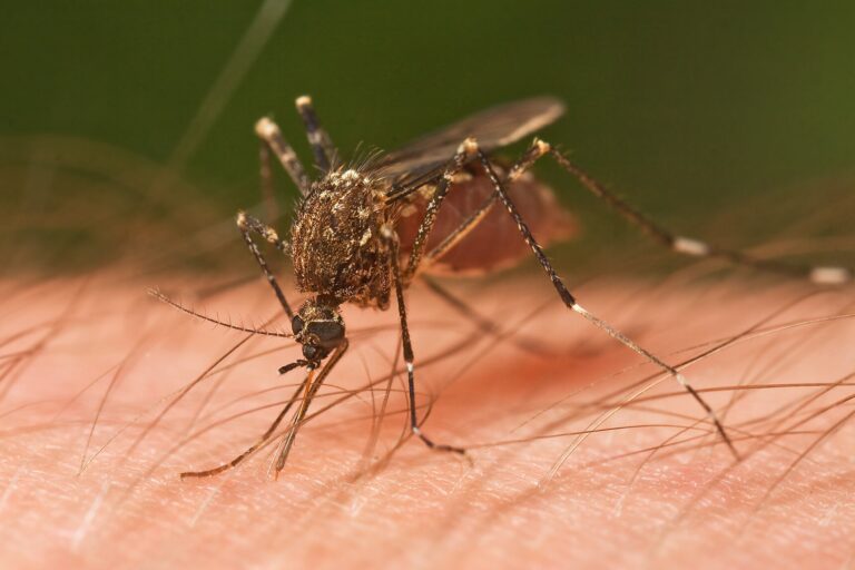 Mosquitoes in Brazil’s Atlantic Forest prefer human blood
