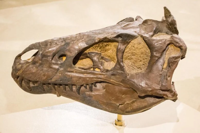 Decades-Long Dinosaur Debate Settled: Nanotyrannus Was Real