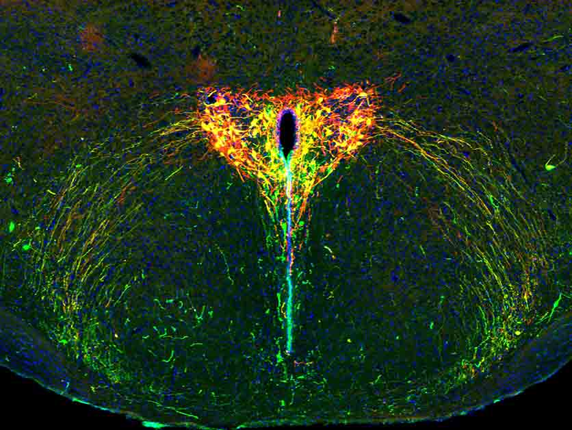 Shining a Light on the Developing Brain: How Parental Separation Shapes Us – Life Sciences | Weizmann Wonder Wander