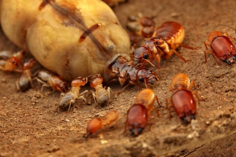 Mystery Solved: Why Termite Kings and Queens Are Monogamous