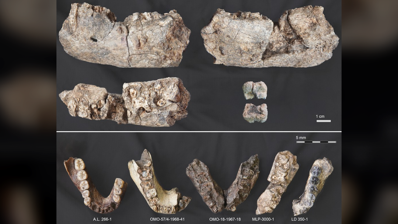2.6 million-year-old jaw from extinct ‘Nutcracker Man’ is found where we didn’t expect it