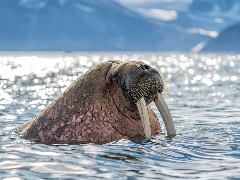 Humanity Rises as Wildlife Recedes: Two Studies Show the Extent of Human Domination over Nature – Life Sciences | Weizmann Wonder Wander