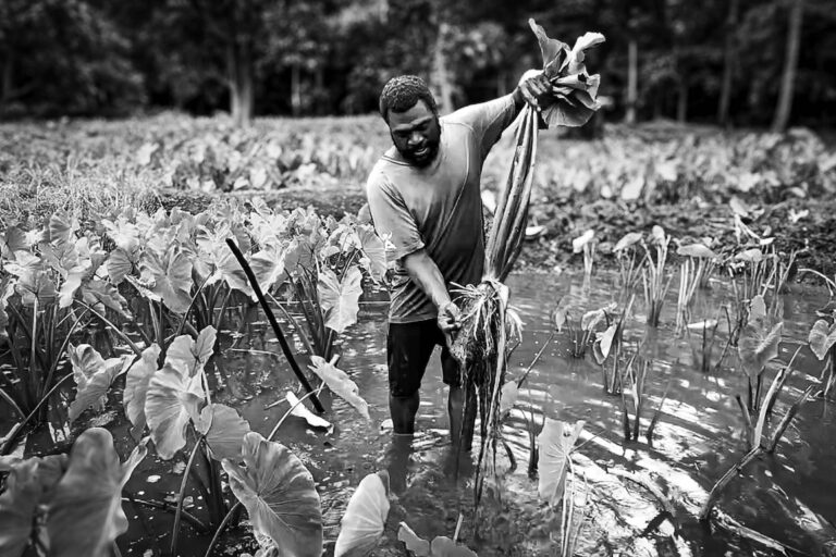 Vanuatu communities move to protect taro, an ancestral climate-resilient crop (analysis)