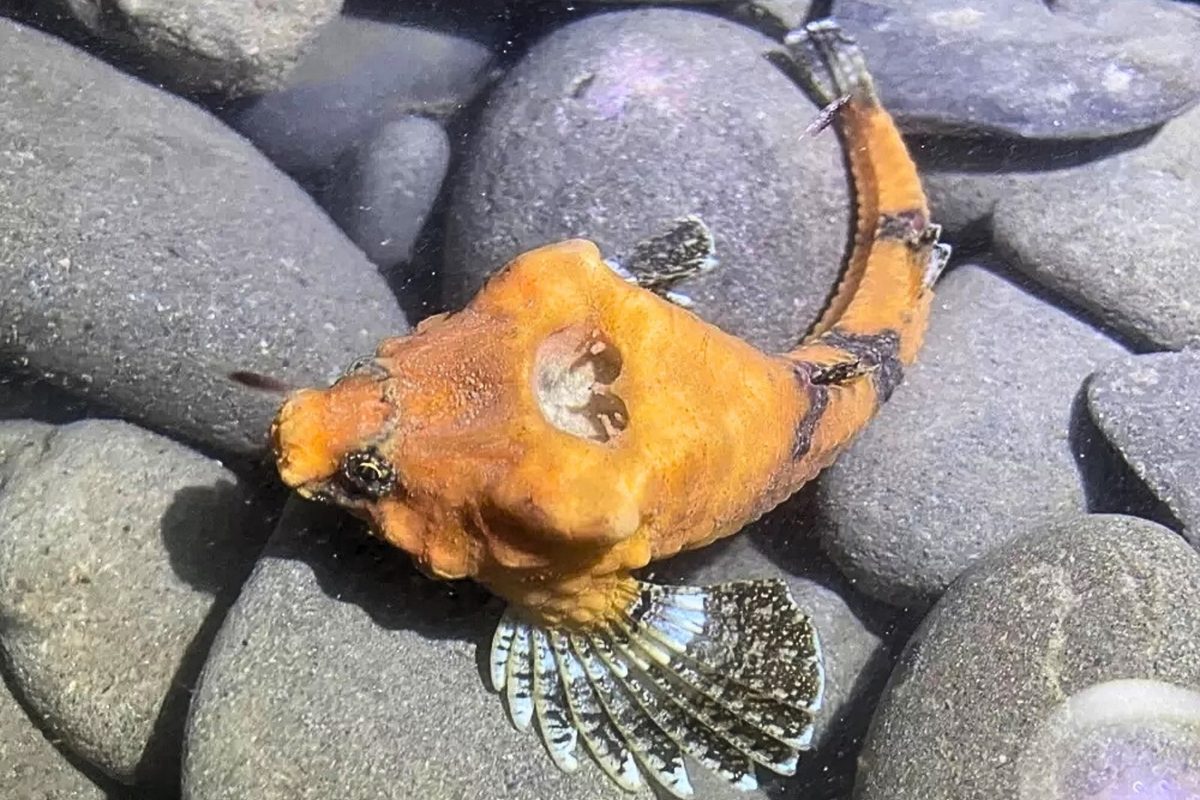 There’s a weird fish in Washington with a huge hole in its head. Scientists think they’ve figured out why