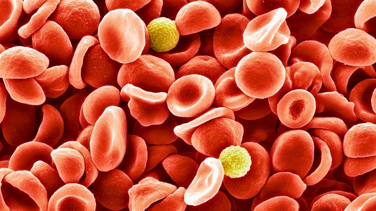 Scientists Identified a New Blood Group After a 50-Year Mystery : ScienceAlert