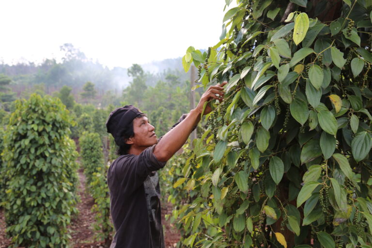 Worries grow for Sulawesi farmers as nickel mining company plans expansion