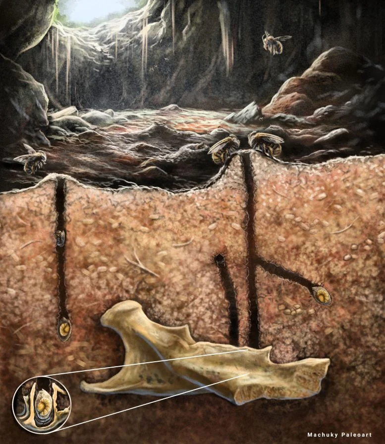 Fossils Inside Fossils: The Bizarre Discovery Hidden in a Caribbean Cave