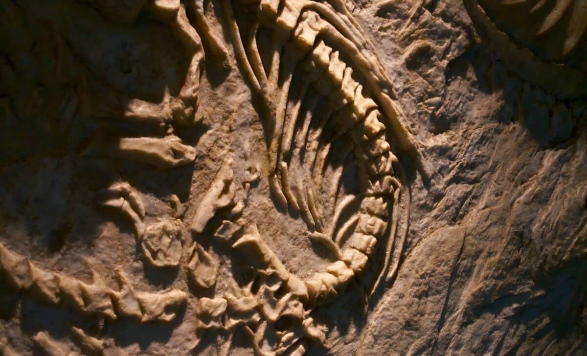 Scientists Found That This Ancient Shark Was Bigger Than a Boat, and It’s a Relative of the Great White