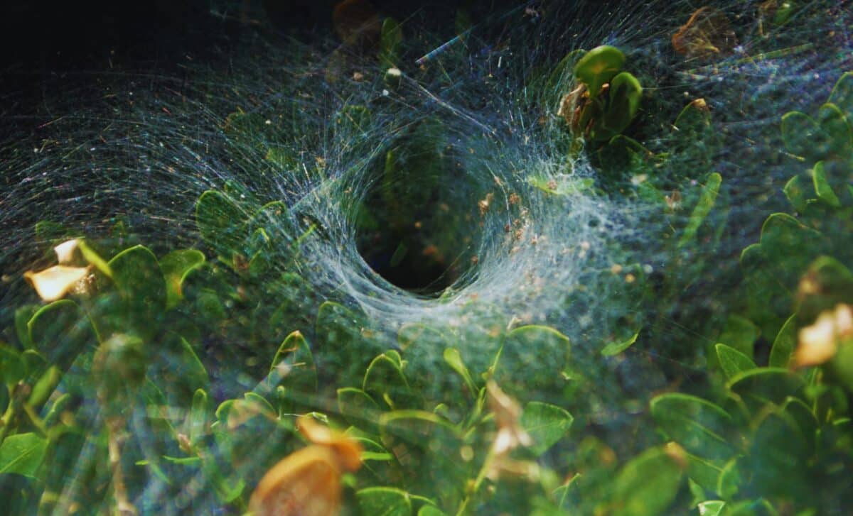 Scientists Found a Spider That Builds 80-Foot Webs, And Its Silk Is Tougher Than Steel