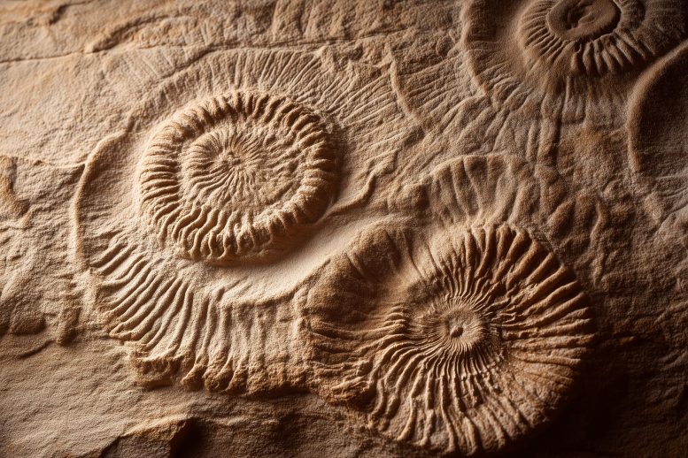These Alien-Looking Fossils May Explain the Origins of Complex Life