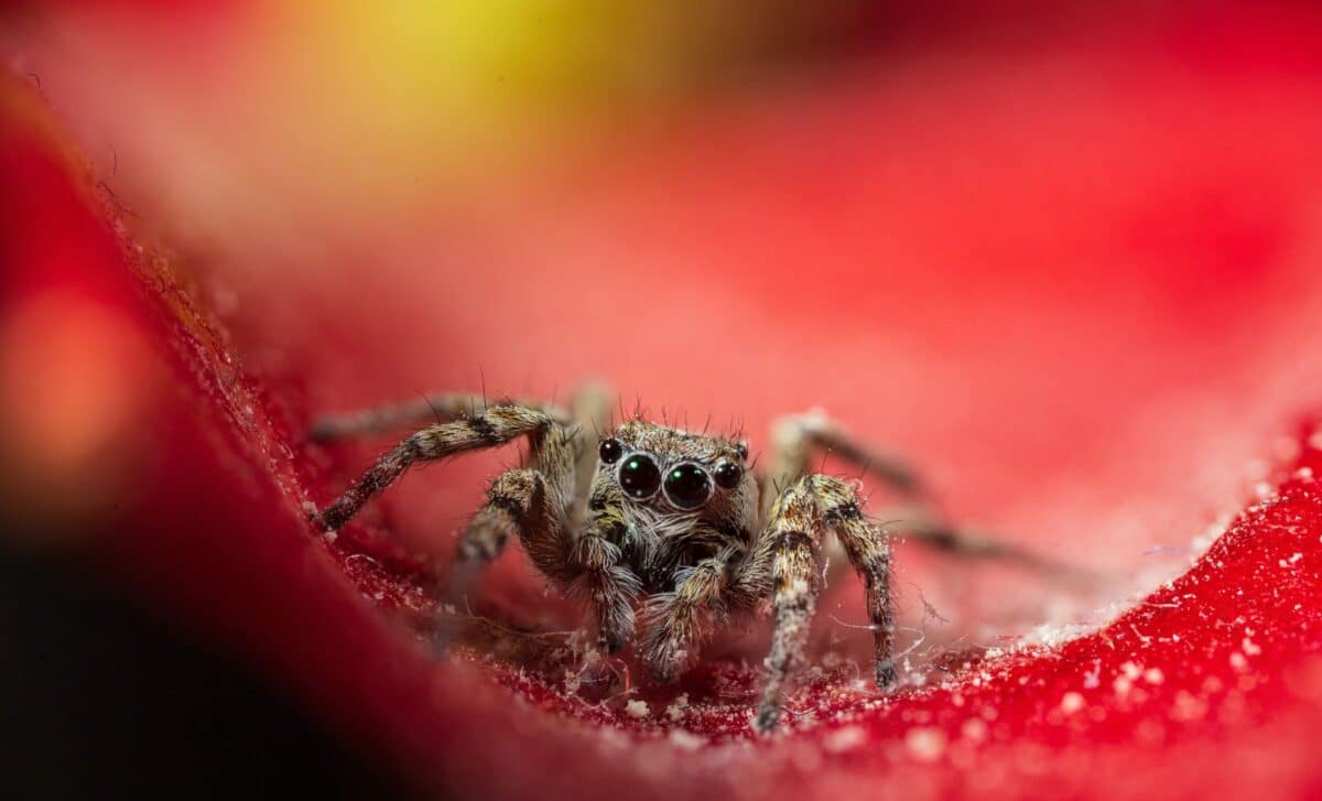 This Island Spider That Deletes Half Its DNA, and Scientists Say It Shouldn’t Be Possible