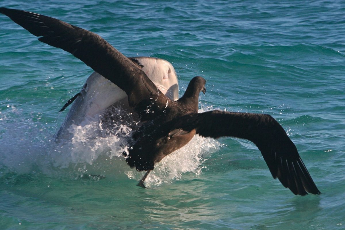 Sharks are attacking albatrosses in Hawai’i. And it’s causing other apex predators to flee