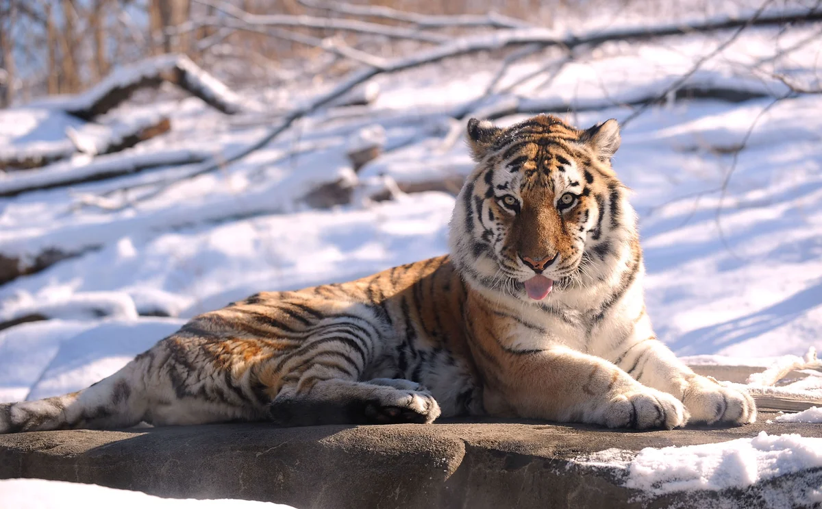 How zoos are preparing animals for this weekend’s massive winter storm