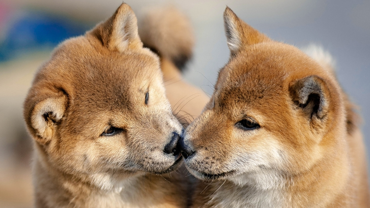 Celebrities Are Now Cloning Their Pets, But Experts Warn of Hidden Risks : ScienceAlert