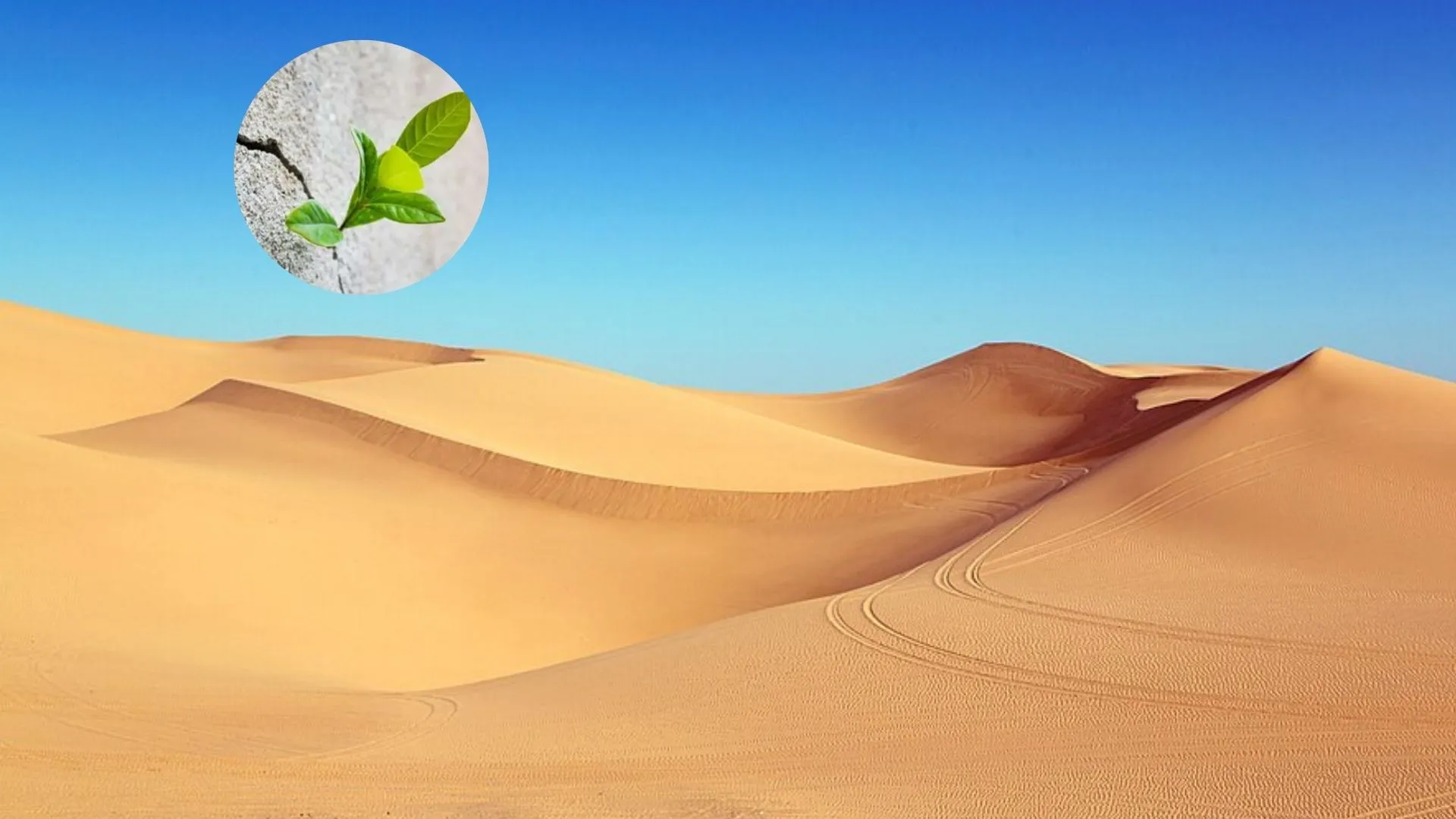 Plant-based additives help turn desert sand into construction material