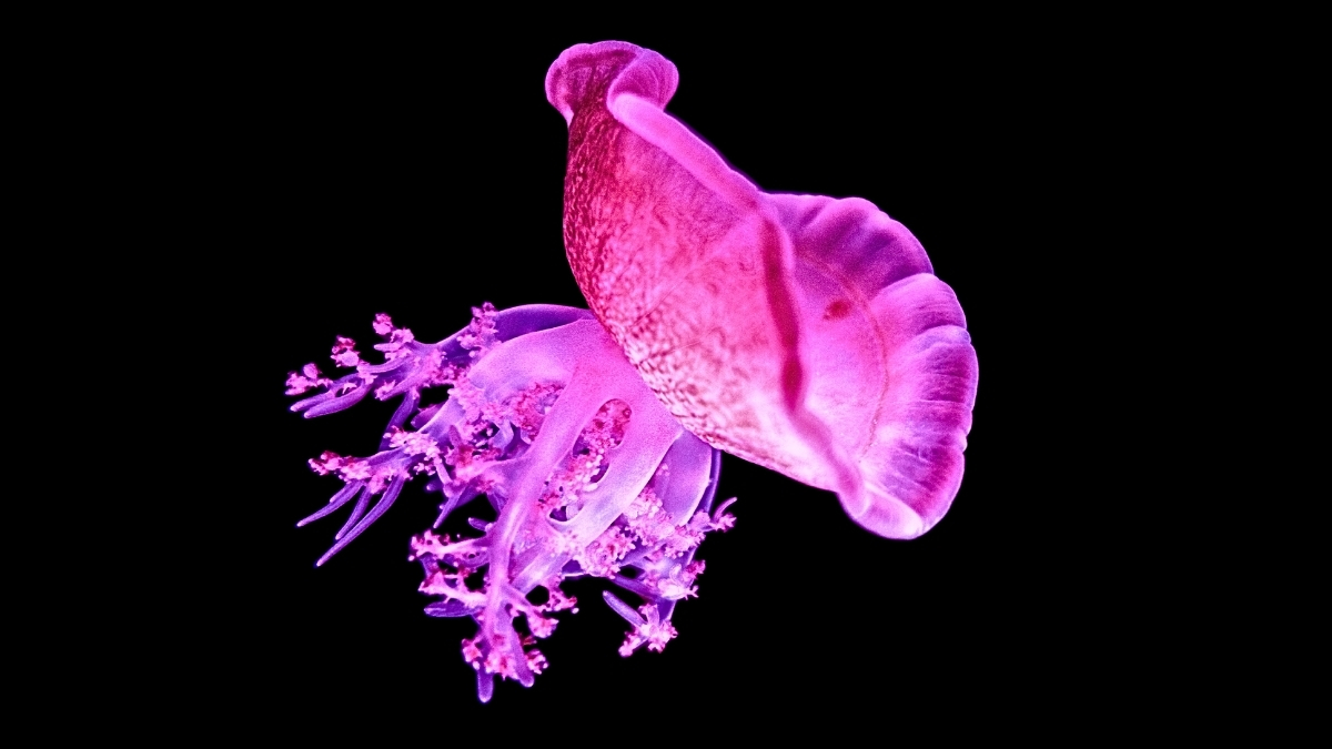 Jellyfish Snooze Like We Do, And It Could Explain The Origins of Sleep : ScienceAlert