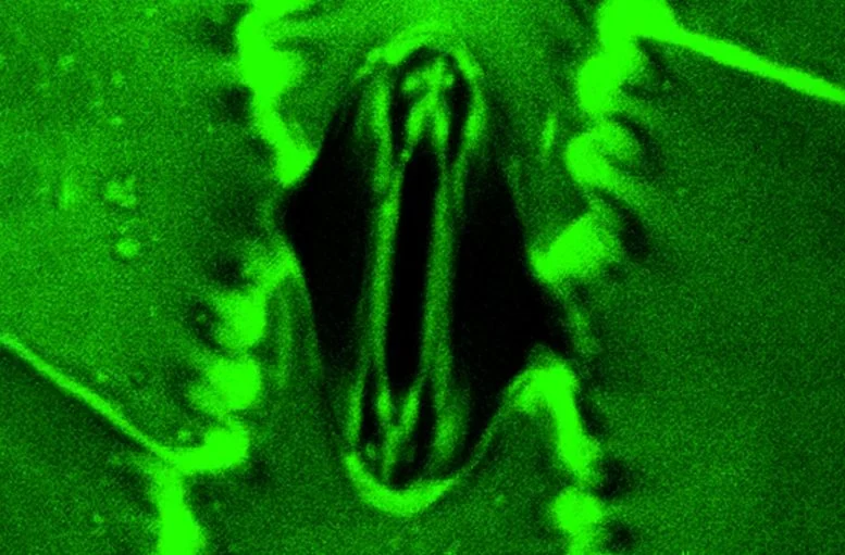 Scientists Can Now Watch Plants “Breathe” in Real Time