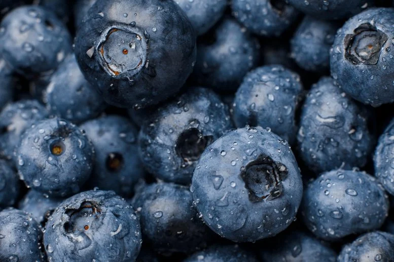Wild Blueberries May Benefit the Heart, Metabolism, and Microbiome