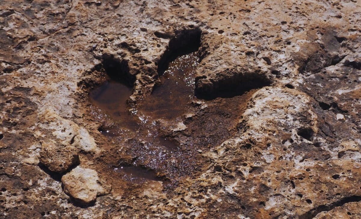 While Cleaning Up Flood Damage, Texas Volunteers Saw 15 Dinosaur Tracks Emerge From the Ground