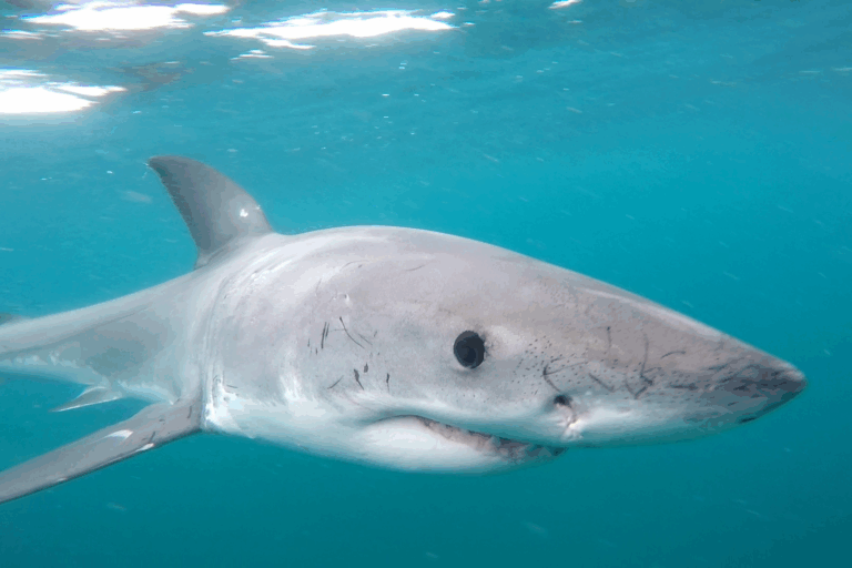 South Africa’s great white shark population worries researchers