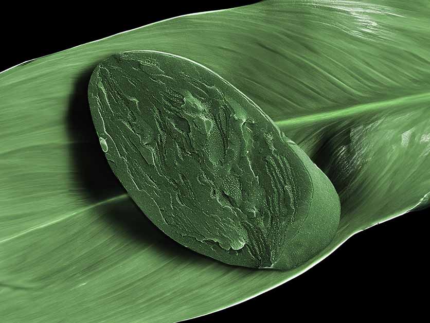 Into the Light – Environment | Weizmann Wonder Wander