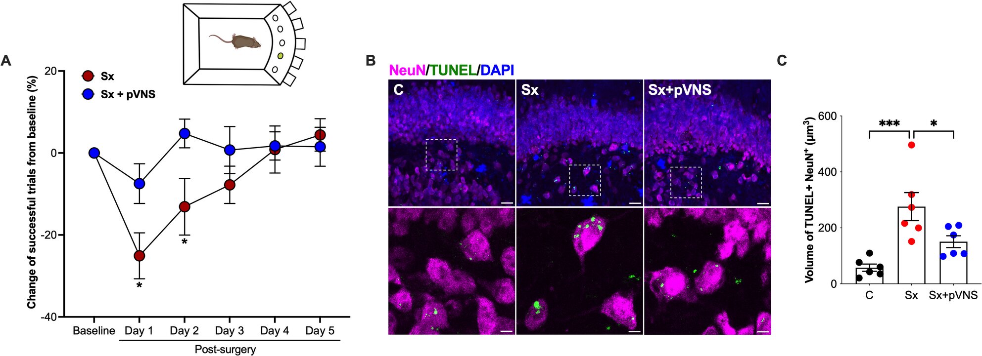 A nerve-based approach to helping older adults bounce back after surgery