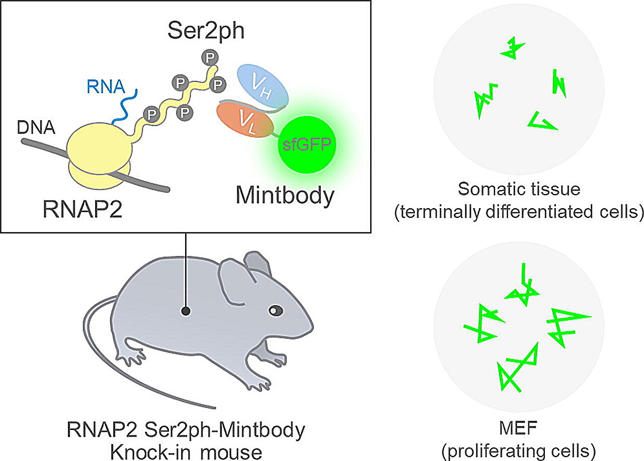 A world-first mouse that makes gene activity visible