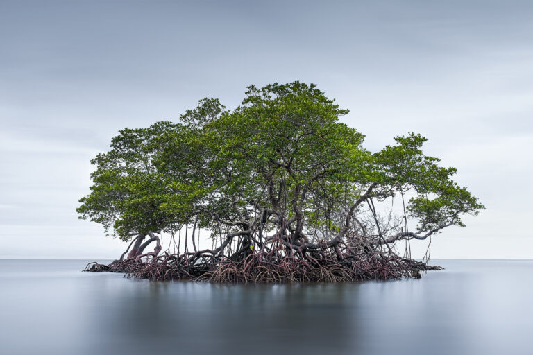 Democratizing AI for conservation: Interview with Ai2’s Ted Schmitt and Patrick Beukema