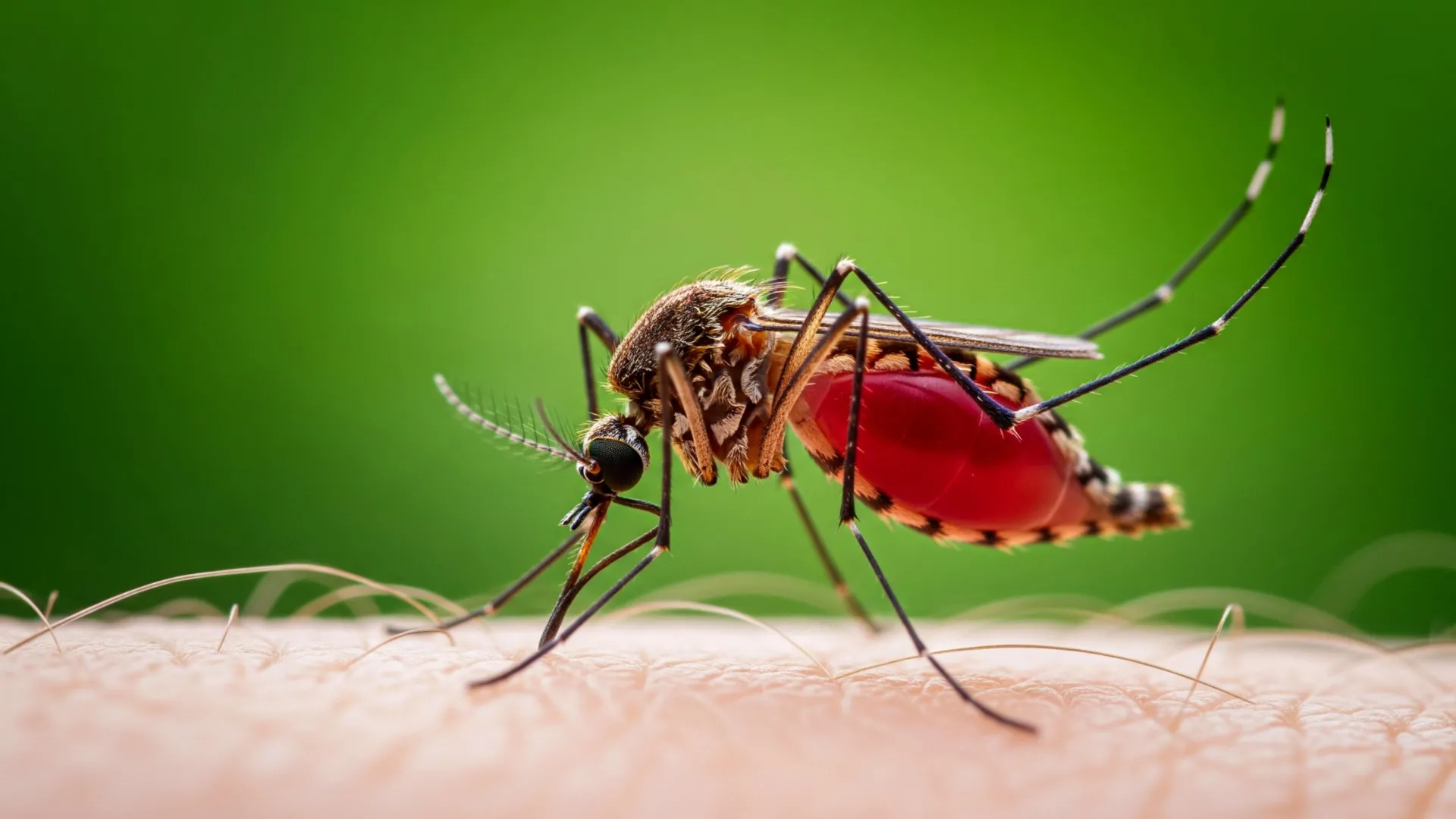 Forest loss is driving mosquitoes’ thirst for human blood