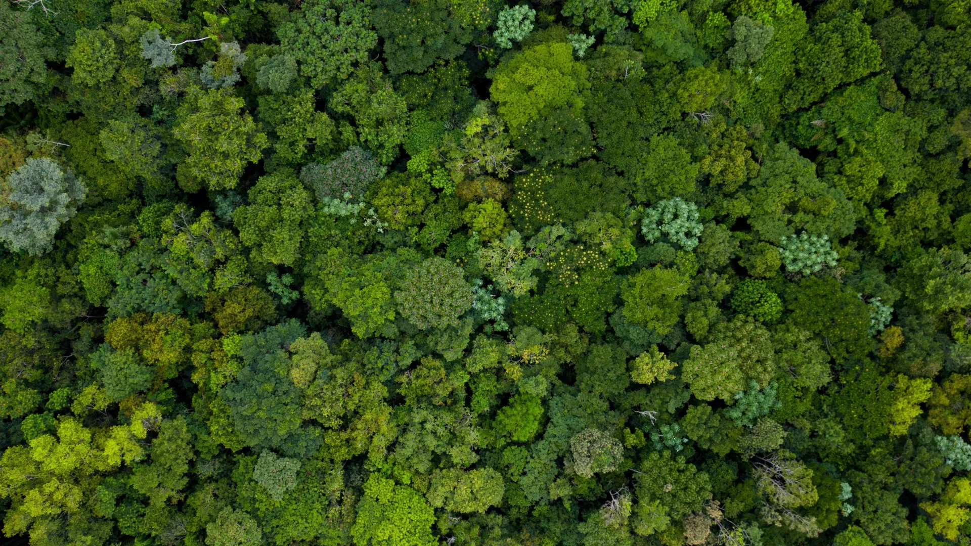 Forty years of forest data reveal a changing Amazon